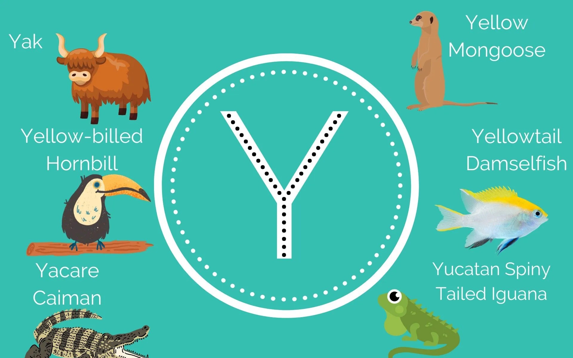 10 Amazing Animals That Start With The Letter 'Y'