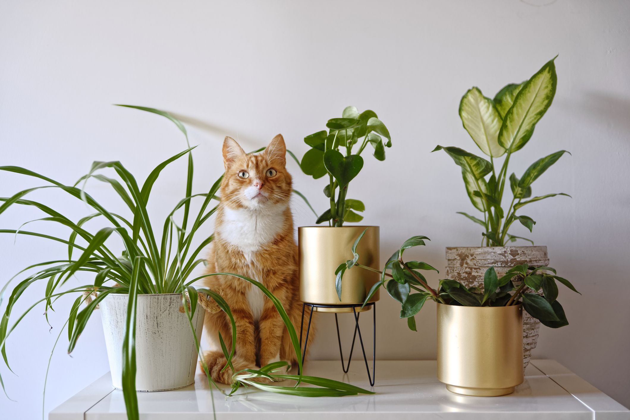 10 Beautiful Houseplants That Are Safe For Cats