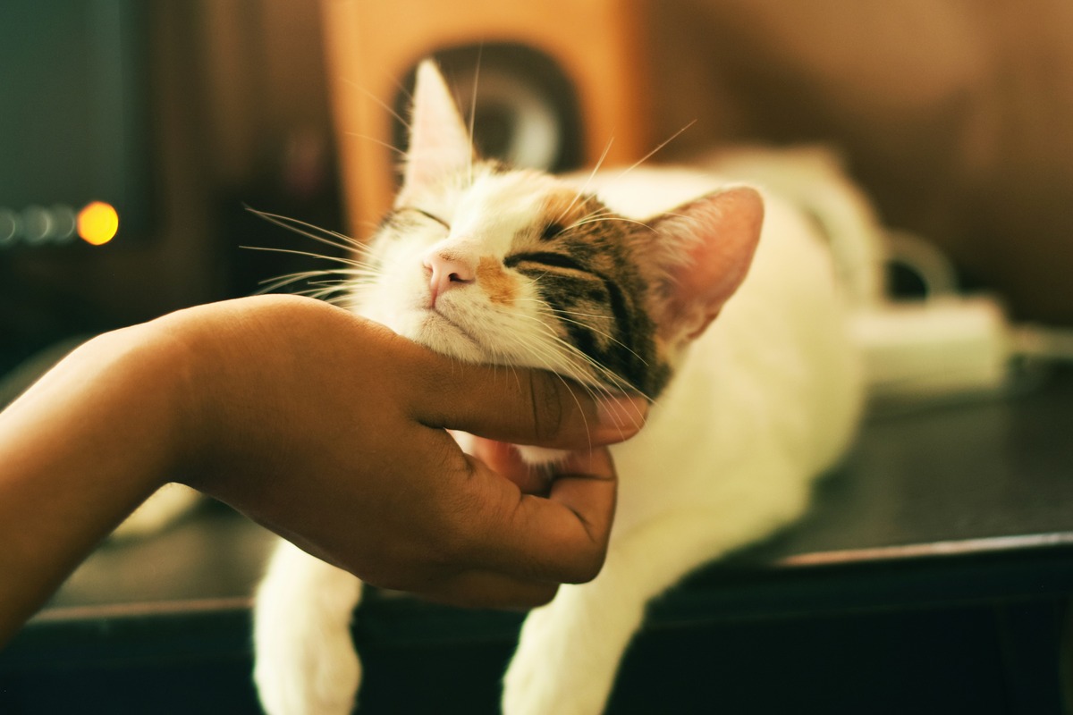 10 Undeniable Signs Your Cat Has Imprinted On You