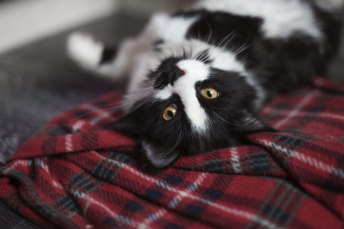 10 Unique Names For Your Black And White Cat