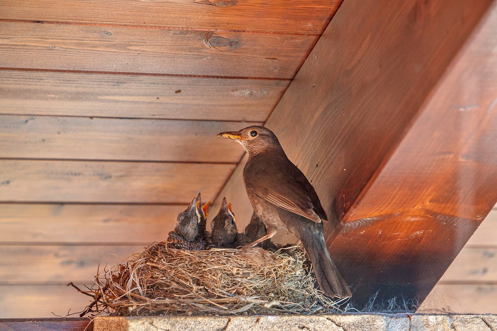5 Genius Ways To Keep Birds From Nesting In Your Back Porch Awning