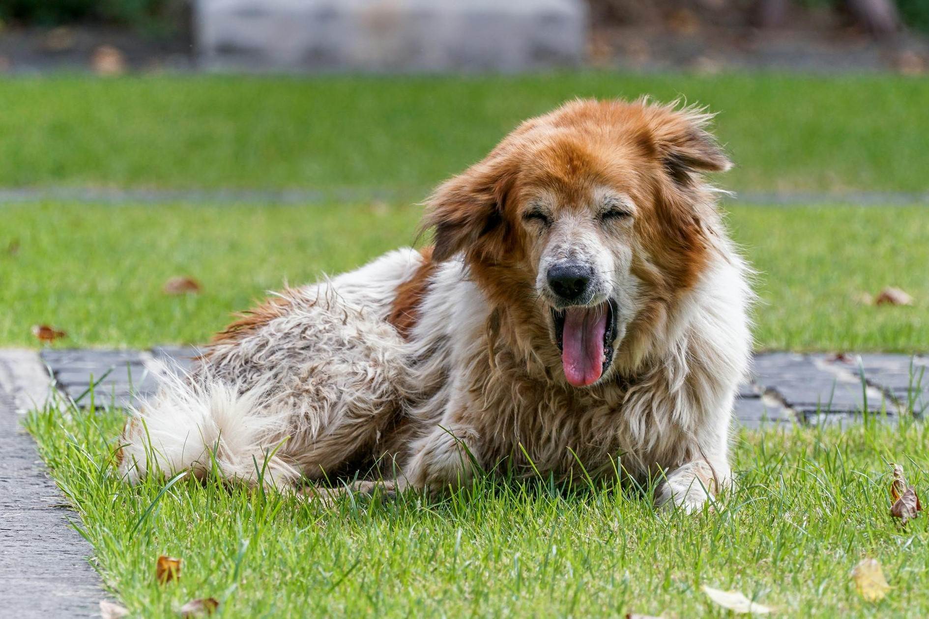 5 Steps To Help Your Dog Stop Dry Heaving