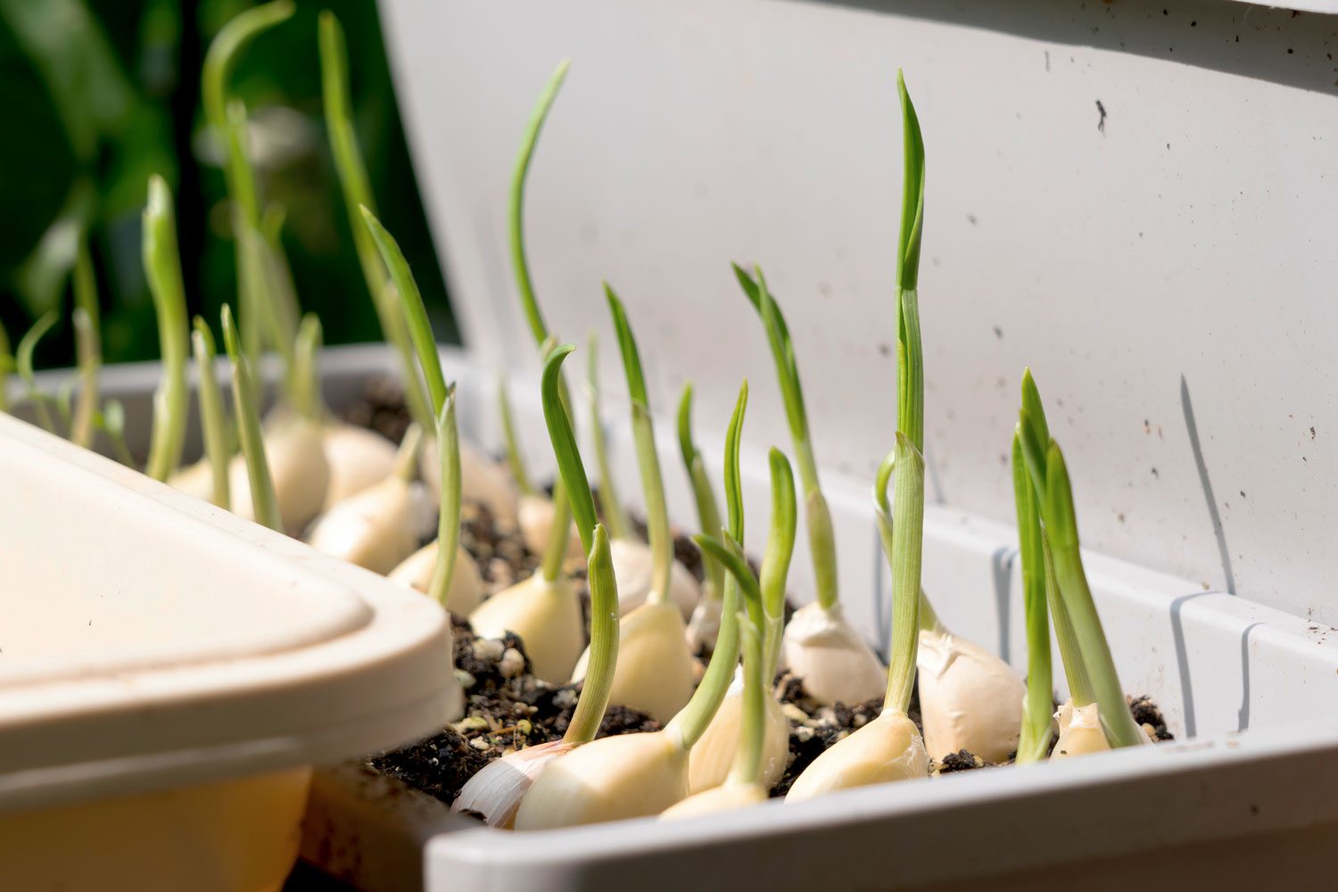 5 Surprising Uses For Garlic Sprouts You Never Knew