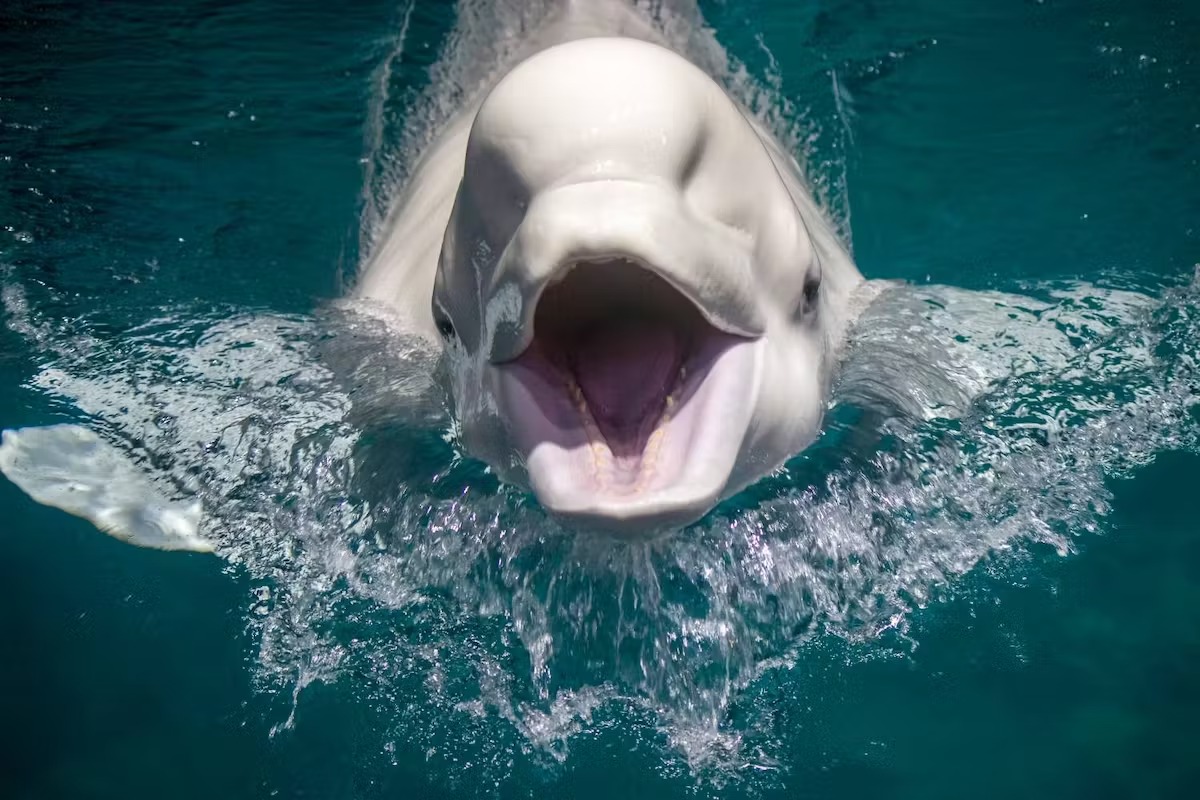 Beluga Whales: The Friendliest Creatures In The Sea!