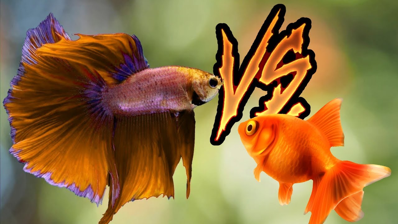 Betta Fish Vs. Goldfish: Deadly Showdown!