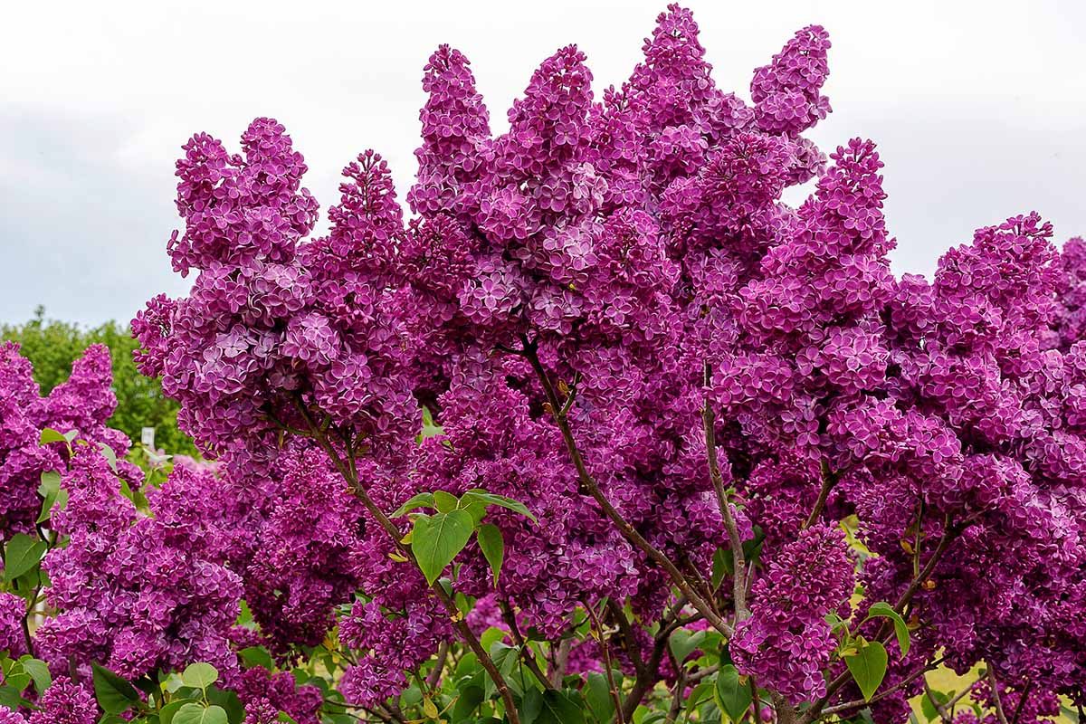 Boost Your Lilac Bushes’ Flower Production With This Amazing Fertilizer!
