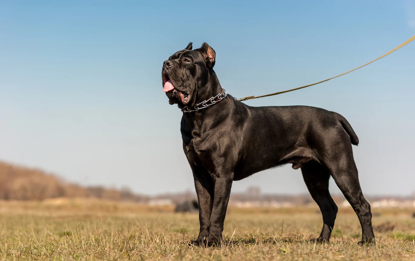 Cane Corsos: The Surprising Truth About Their Drooling Habits!