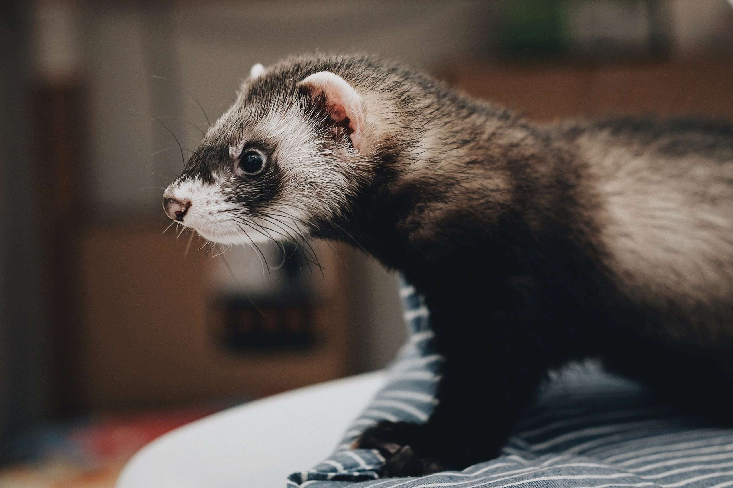 Creative And Cute Pet Names For Your Ferret