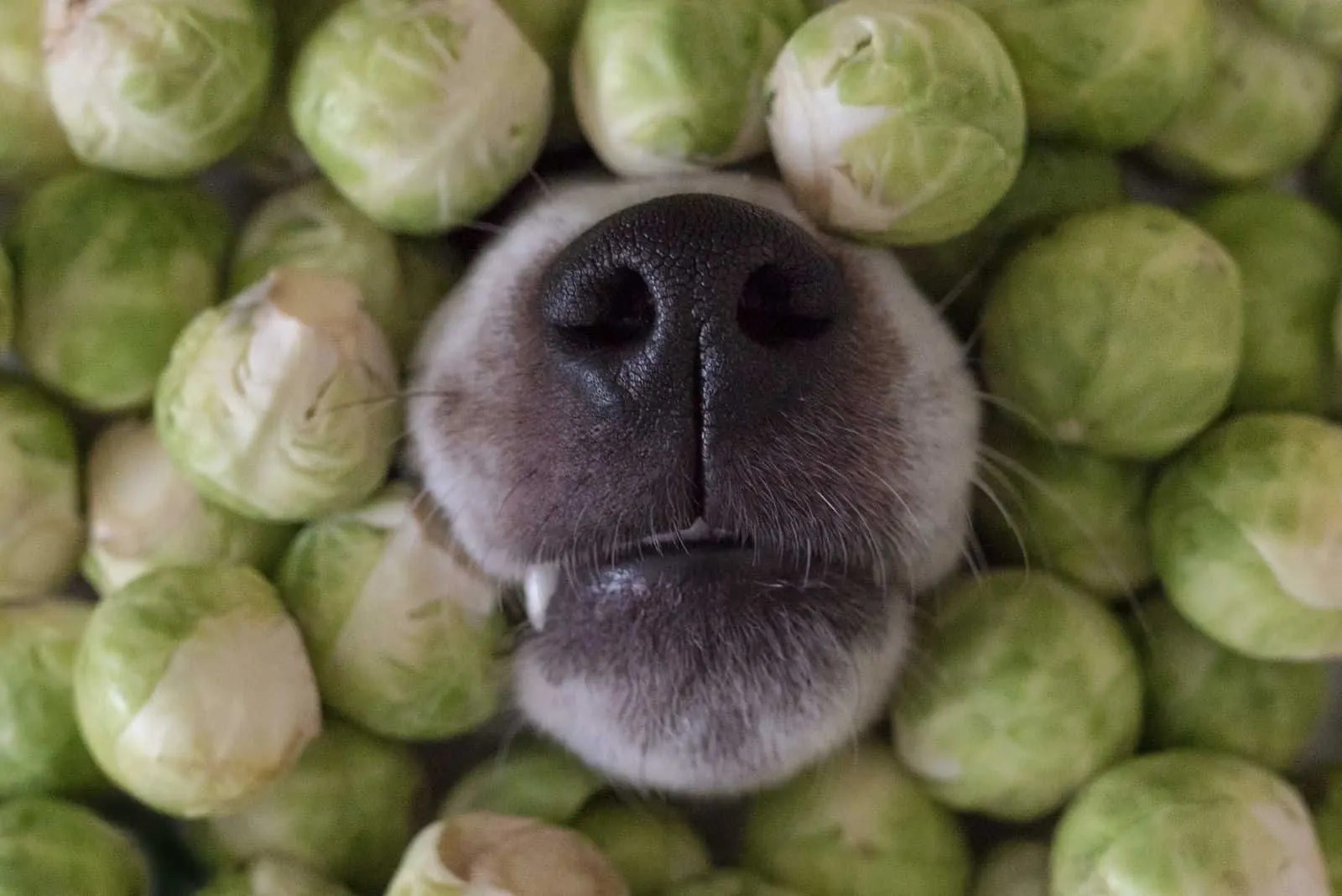 Dangerous Or Delicious? Find Out If Dogs Can Eat Brussel Sprouts!