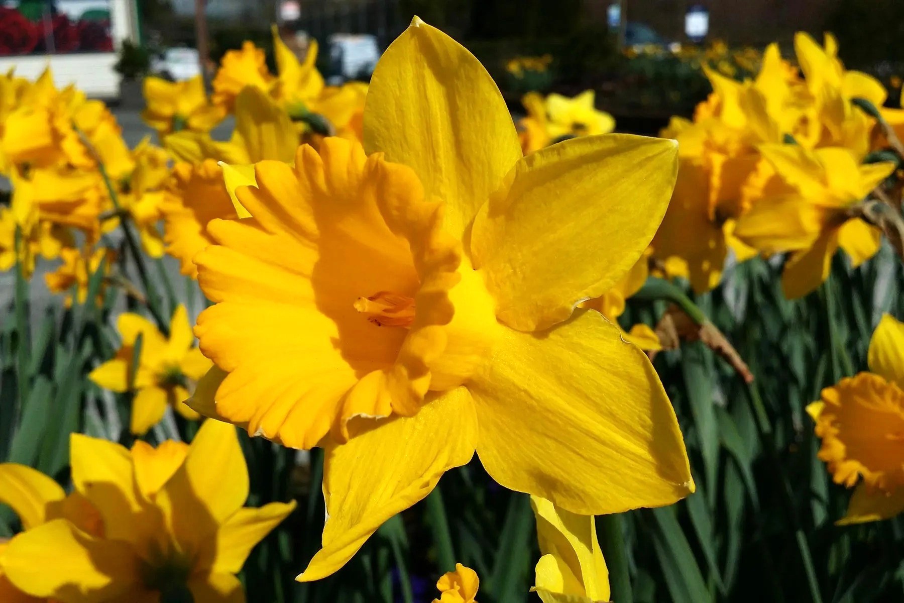 Dazzling Daffodils: A Delightful Display Of Alliteration In The Poem!