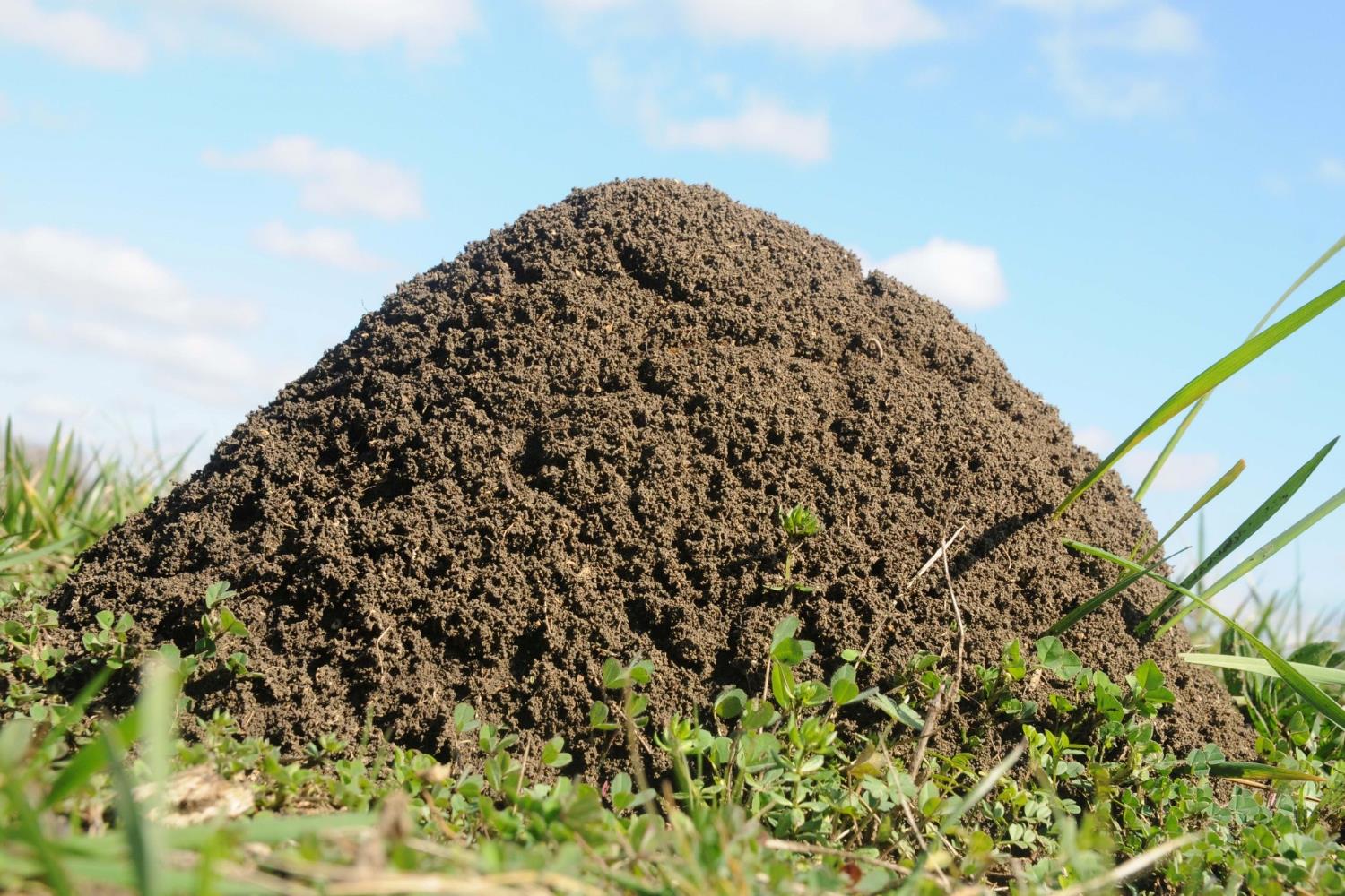Discover 5 Genius Ways To Eliminate Ant Hills On Your Farm Naturally!