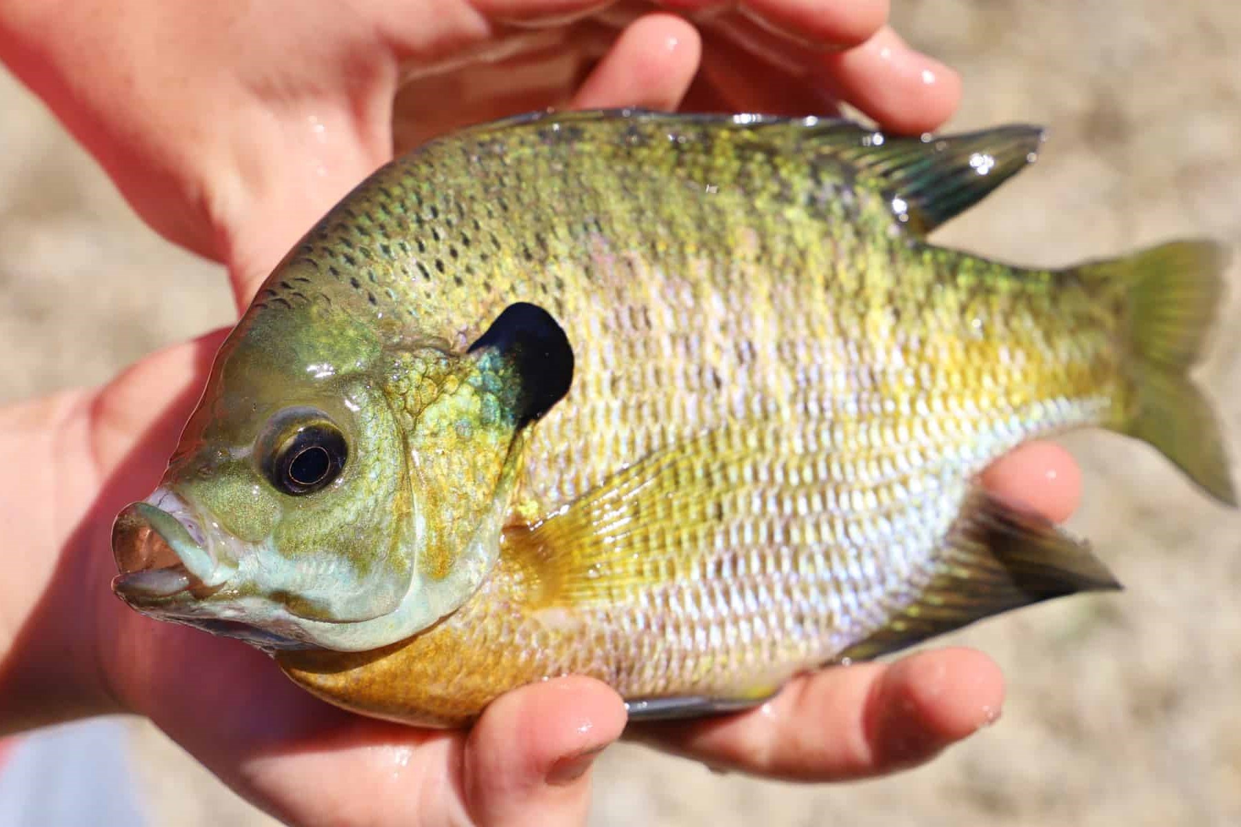 Discover The Delicious Secret Of Blue Gill: A Must-Try Catch!