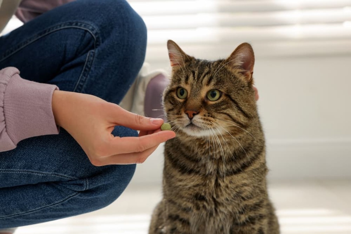 Discover The Perfect Solution For Giving Pills To Your Feline Friend!
