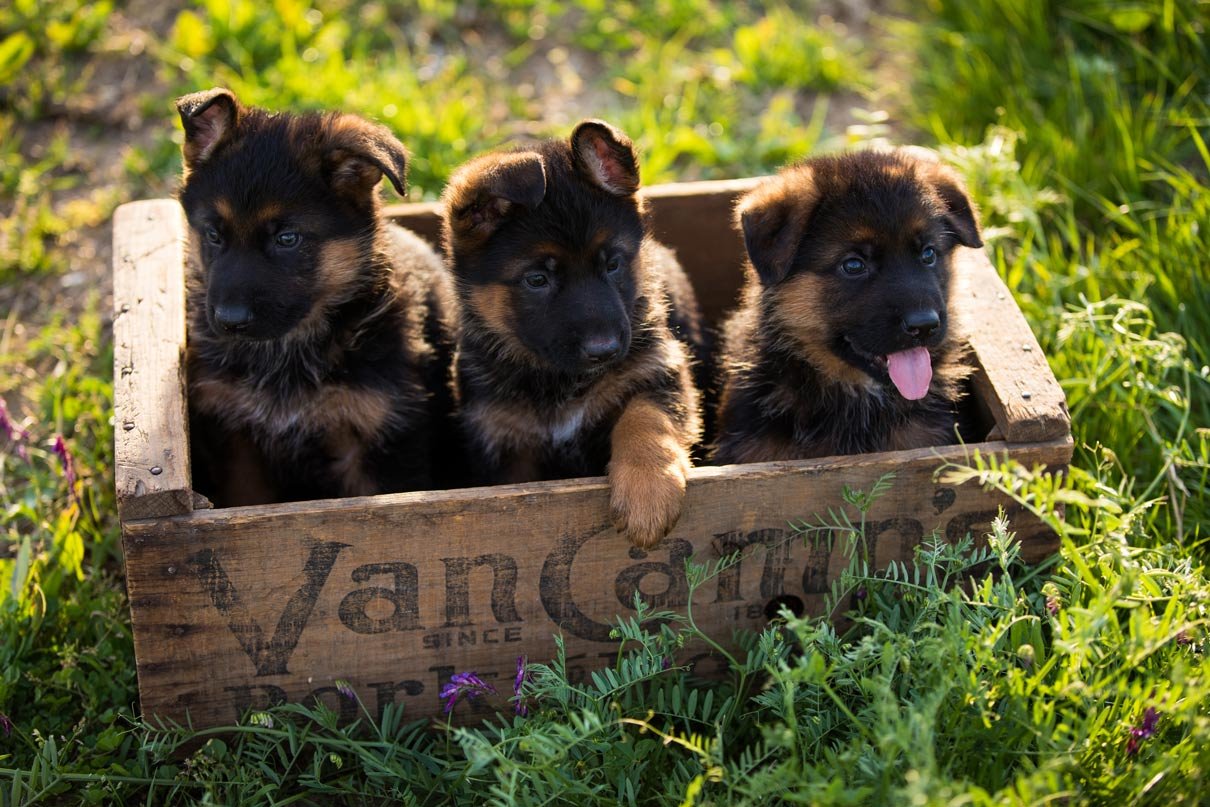 Discover The Secret To Finding A Free German Shepherd Puppy!