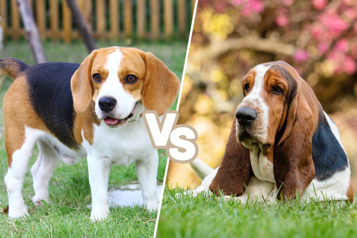 Discover The Surprising Contrasts Between Beagles And Basset Hounds!