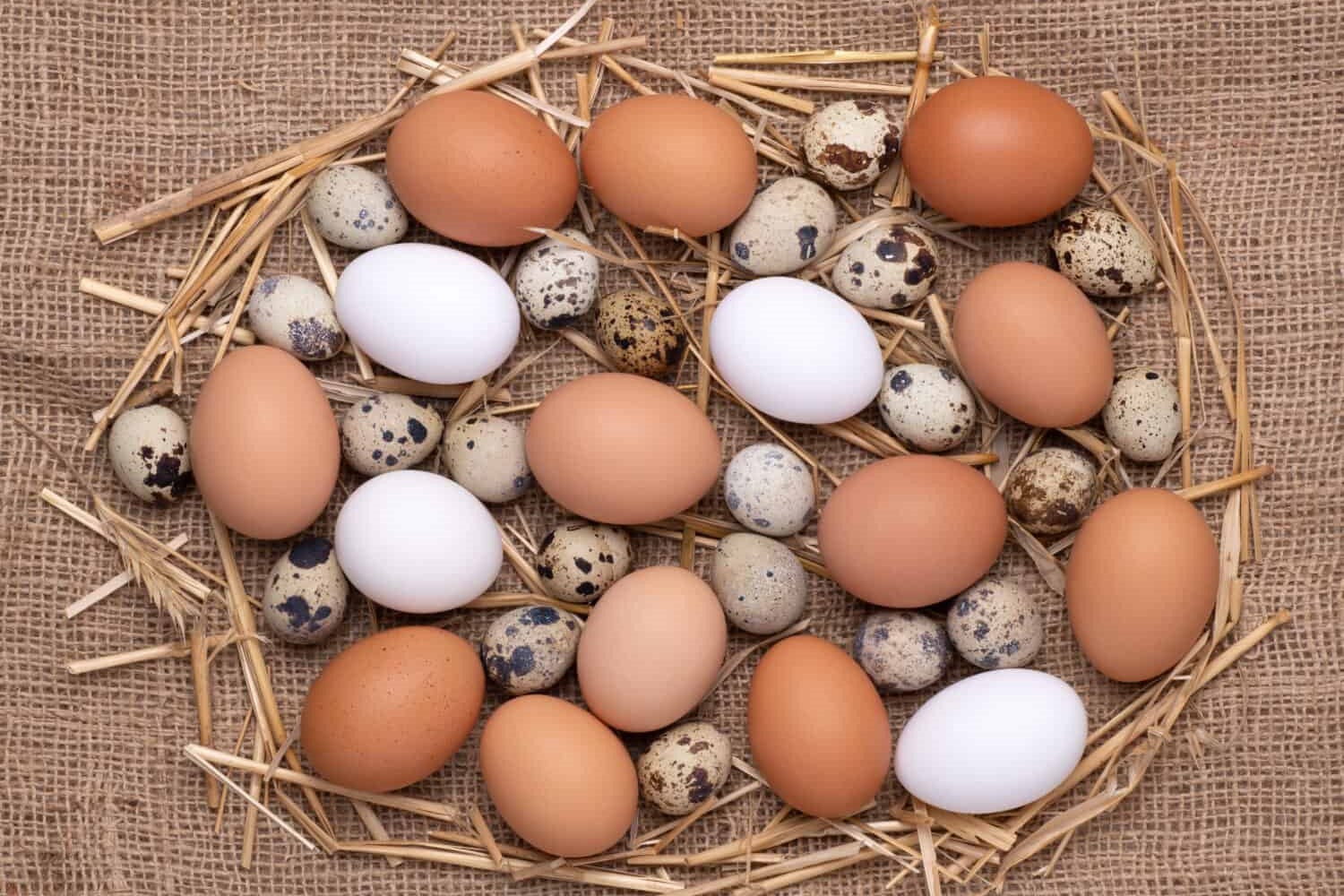 Discover The Surprising Nutritional Benefits Of Quail Eggs Compared To Chicken Eggs!