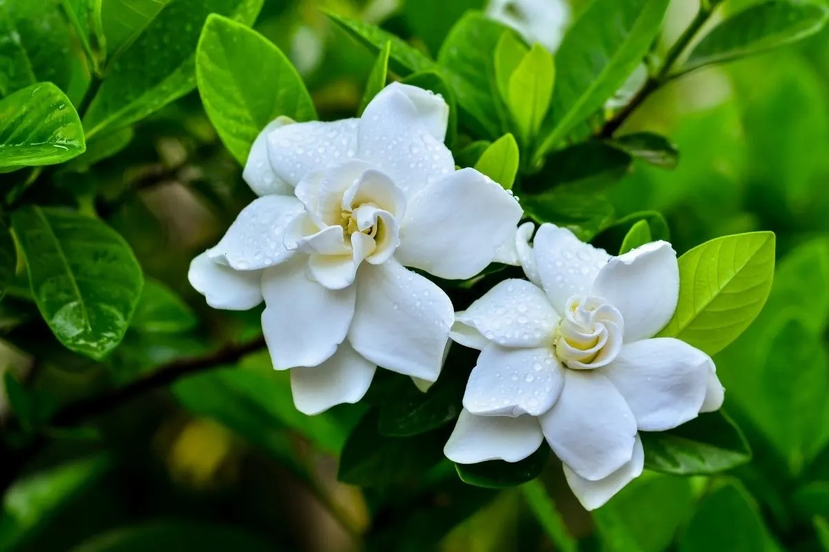 Discover The Surprising Secret To Thriving Gardenia Plants: Coffee Grounds!