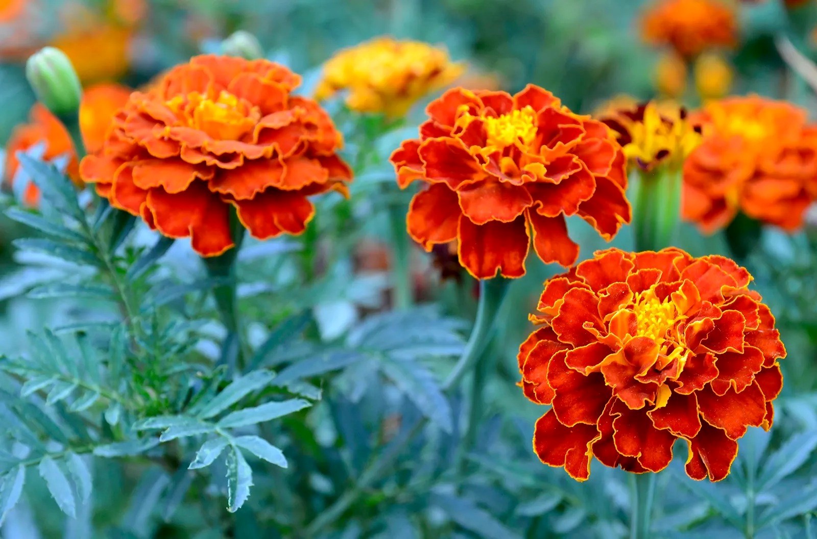 Discover The Surprising Truth About Marigolds: Annuals Or Perennials?