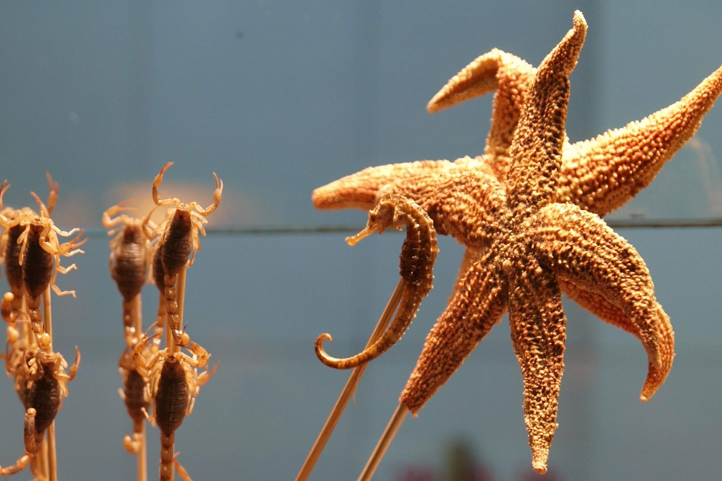 Discover The Surprising Truth: Starfish – The Edible Delicacy You Never Knew Existed!
