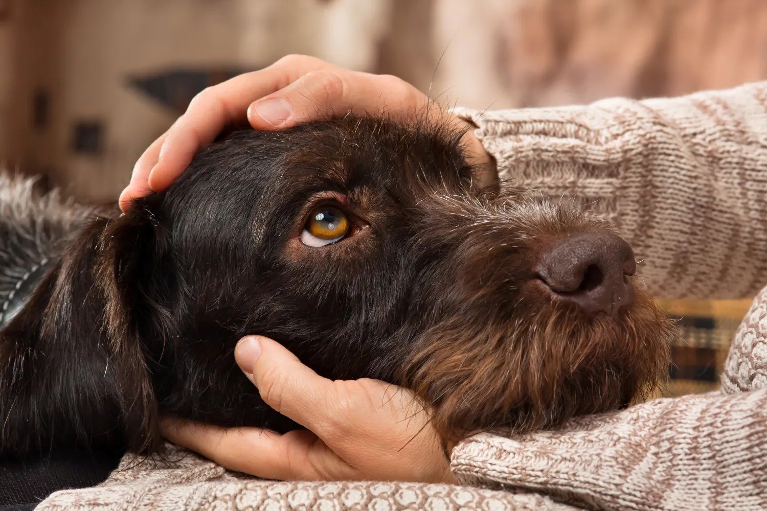 Dogs Adore Humans: The Surprising Truth About Their Cute Obsession
