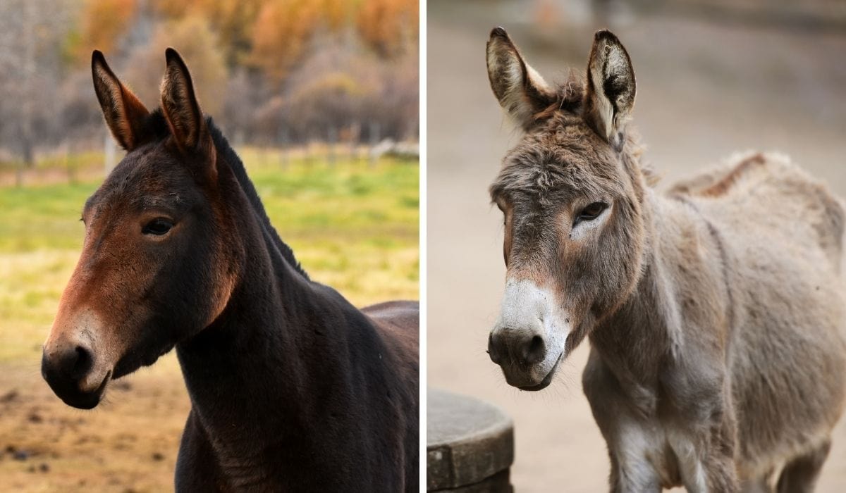 Donkeys And Mules: The Surprising Truth Behind Their Hilarious Laughter