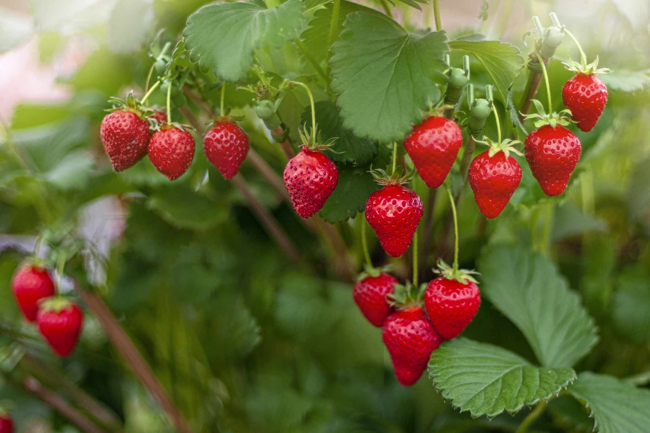 Fertilize Strawberry Plants On A Shoestring Budget