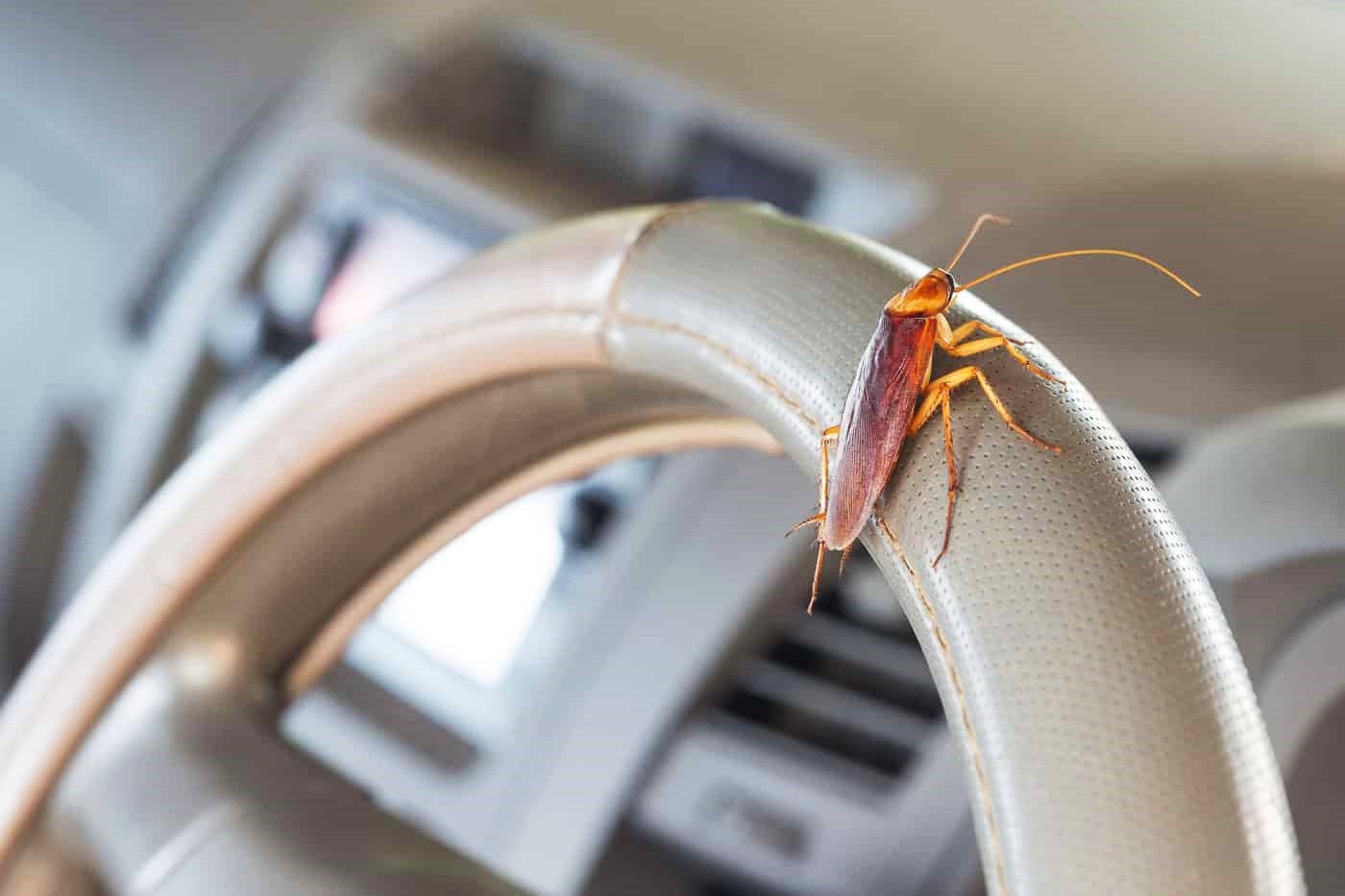 Florida's Bug Problem: A Nightmare You Won't Believe!