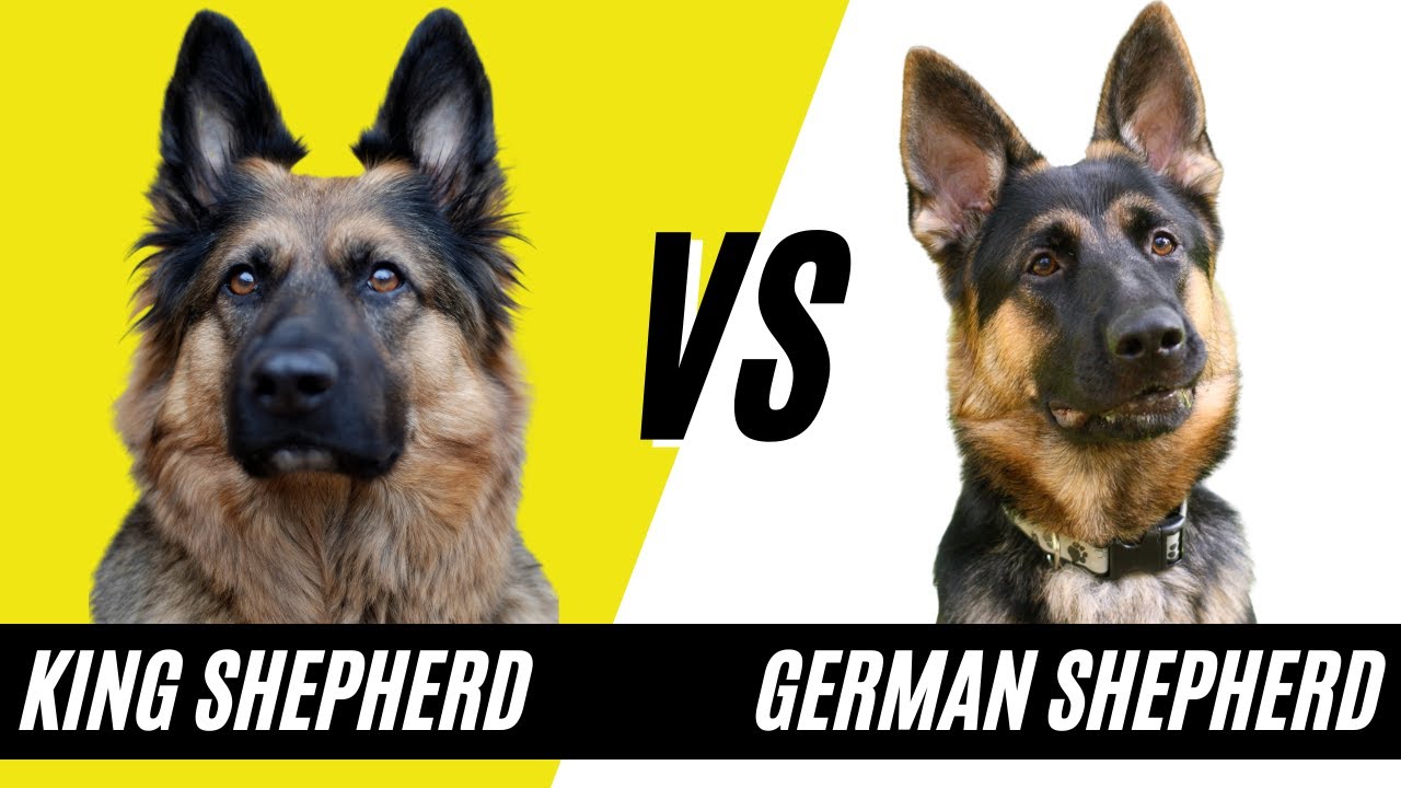 German Shepherd Vs King Shepherd: Unveiling The Ultimate Canine Champion