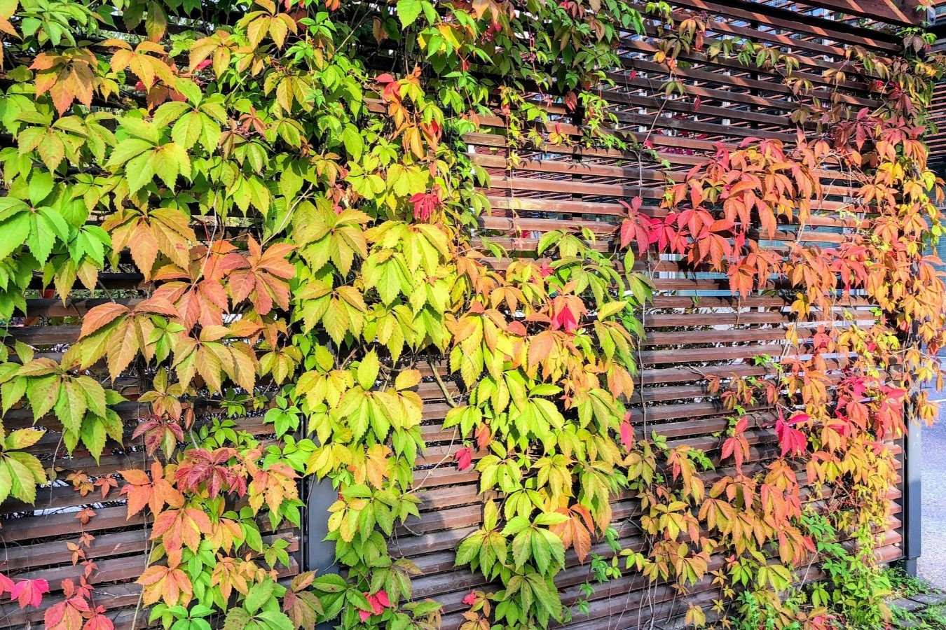 How To Get Rid Of Virginia Creeper Without Using Herbicides