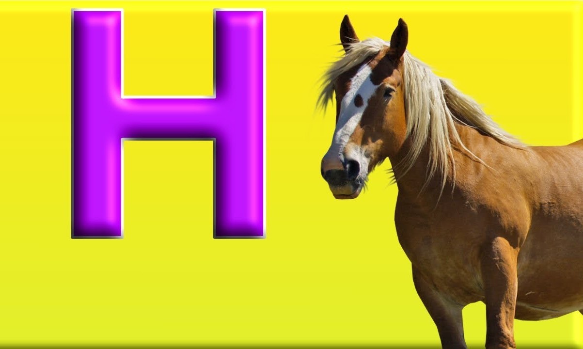 Huge List Of Animal Names Starting With The Letter H!