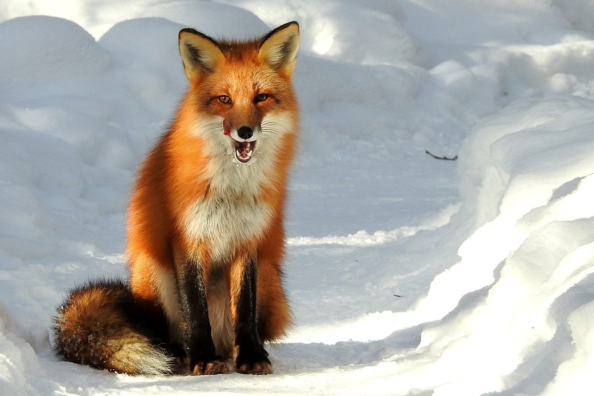 Humans’ Surprising Taste For Foxes: What They Really Taste Like