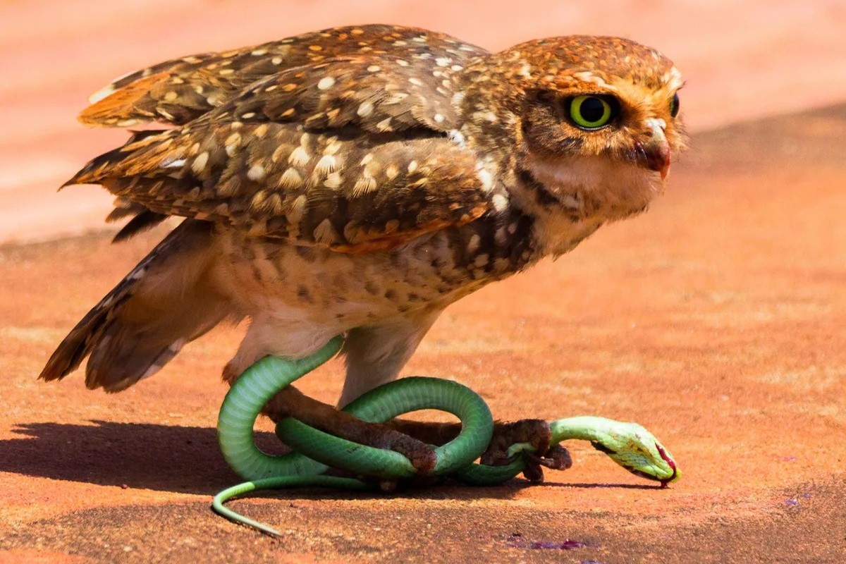 Jaw-dropping: Owls’ Secret Weapon Against Poisonous Snakes Revealed!