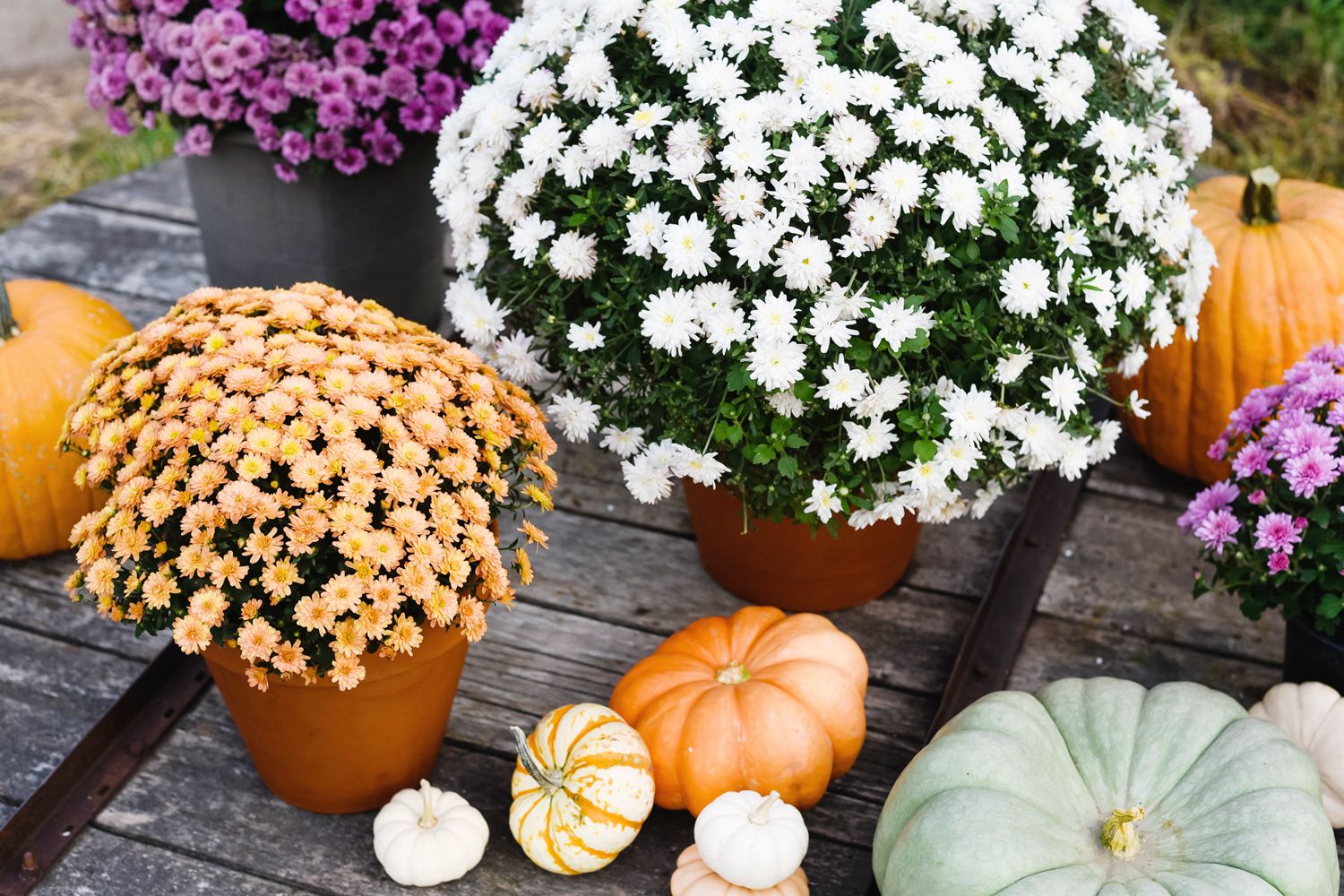 Keep Your MUMs Blooming All Winter Indoors – Say Goodbye To Frost!