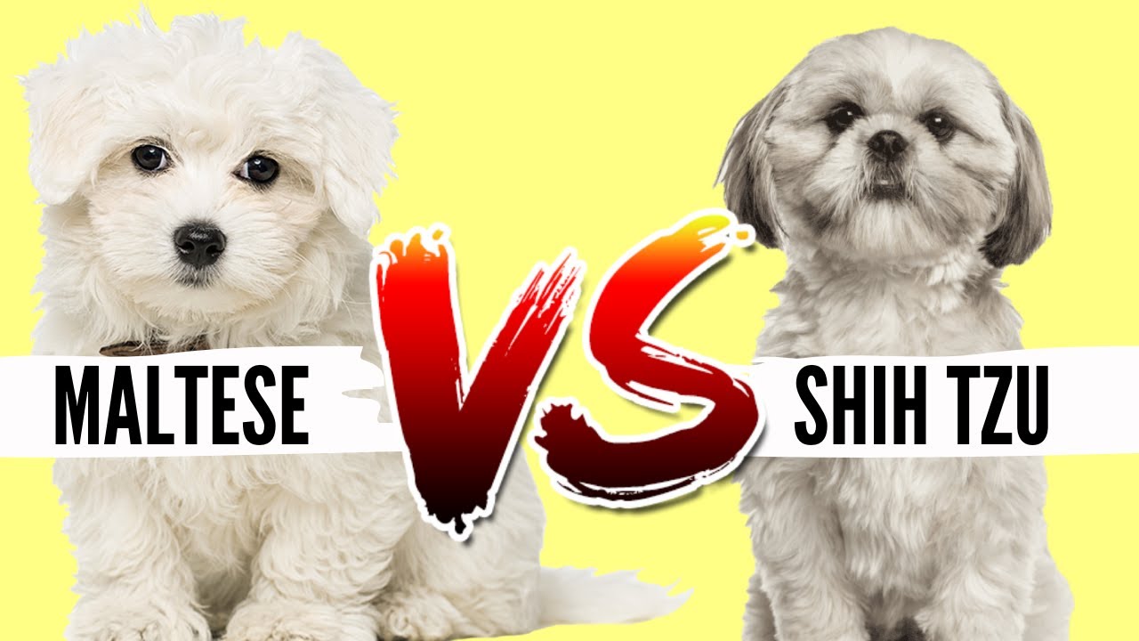 Maltese Vs Shih Tzu: Unveiling The Ultimate Small Dog Showdown!