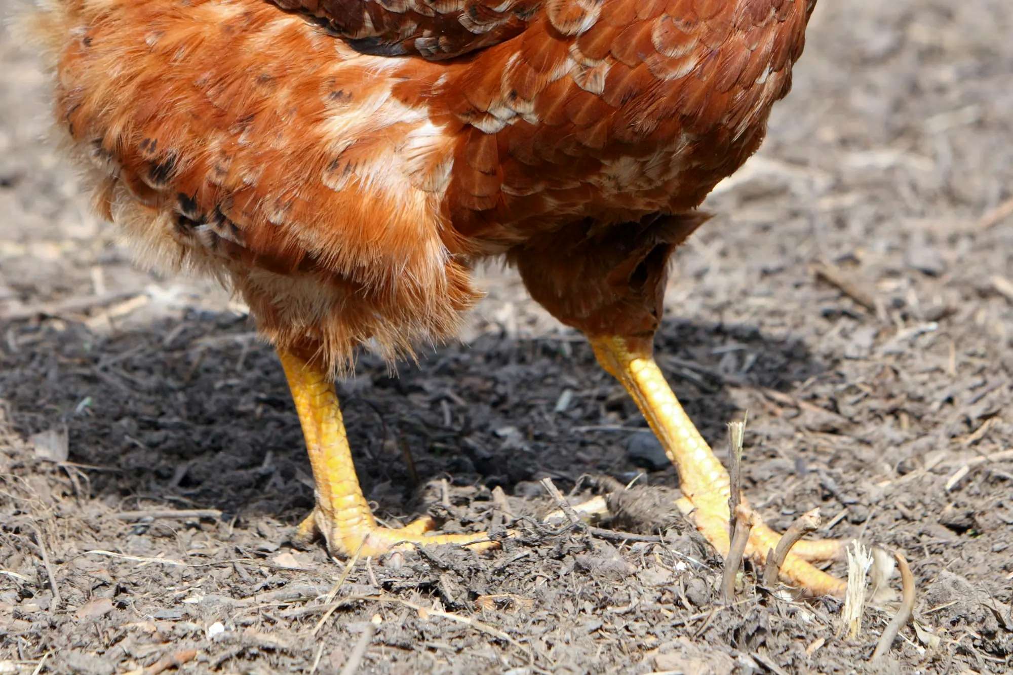 Mind-Blowing Fact: The Surprising Number Of Legs On A Chicken!