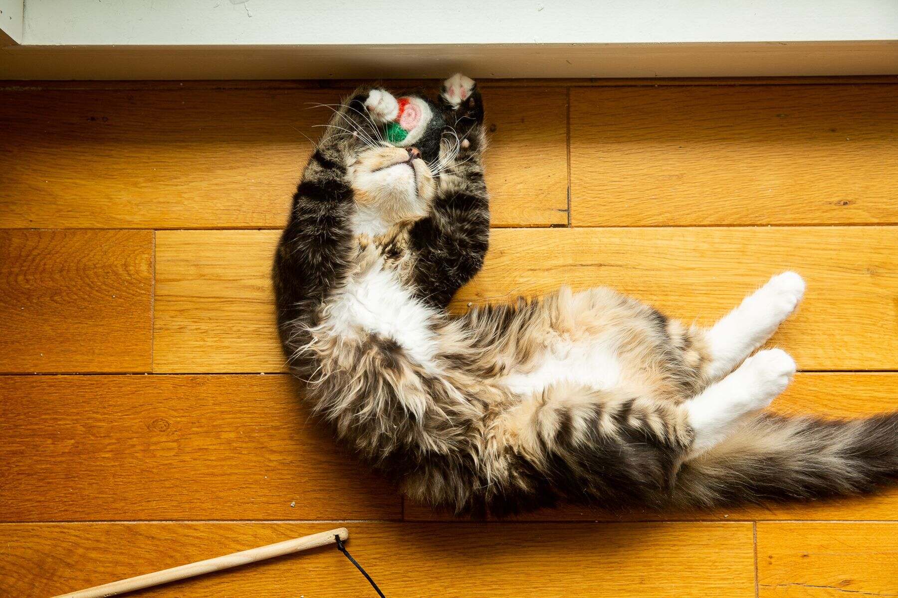 Mysterious Cat Death: Shocking Discovery Of Lifeless Feline In Bizarre Pose