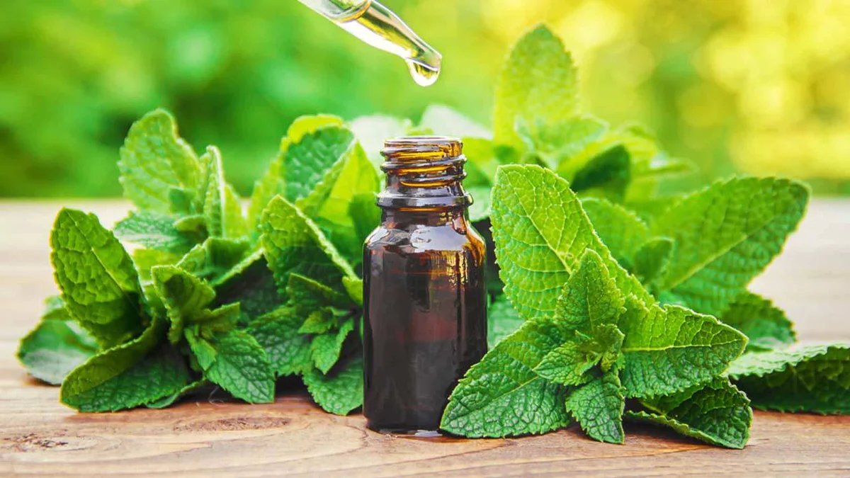 Peppermint Oil: The Ultimate Ant Repellent That Actually Works!