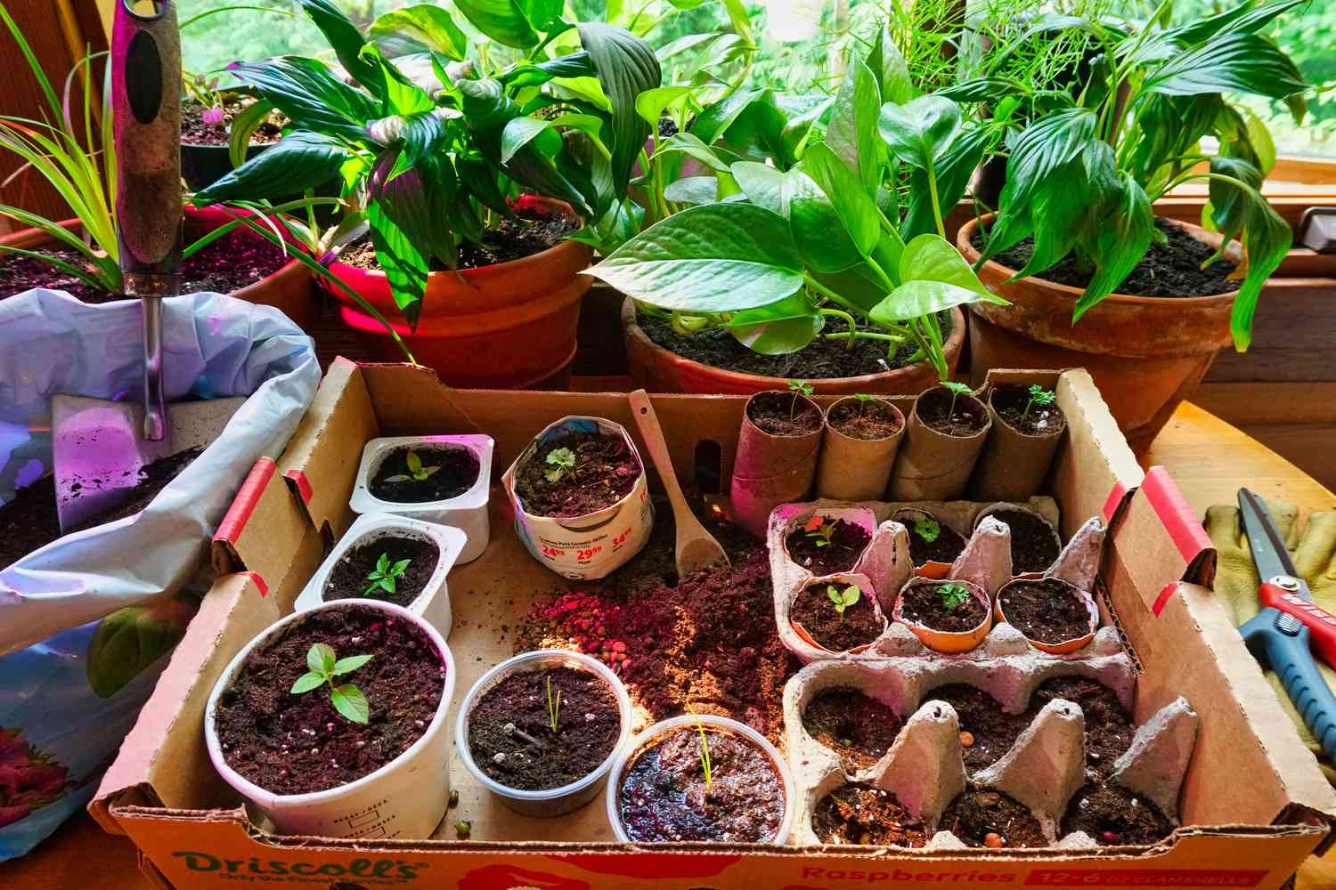 Plant Flower Seeds Indoors In Pots Anytime For Year-Round Blooms!