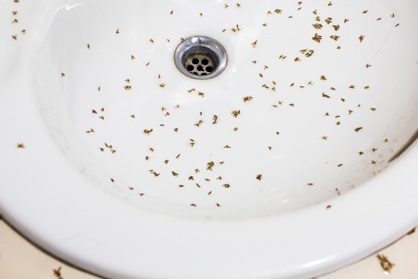 Say Goodbye To Bathroom Gnats! Could Your Shower Curtain Be Their Secret Breeding Ground?