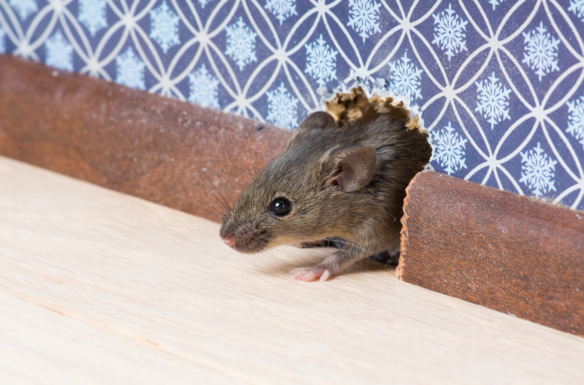 Say Goodbye To Mice Infestations With This Genius Repellent Solution!