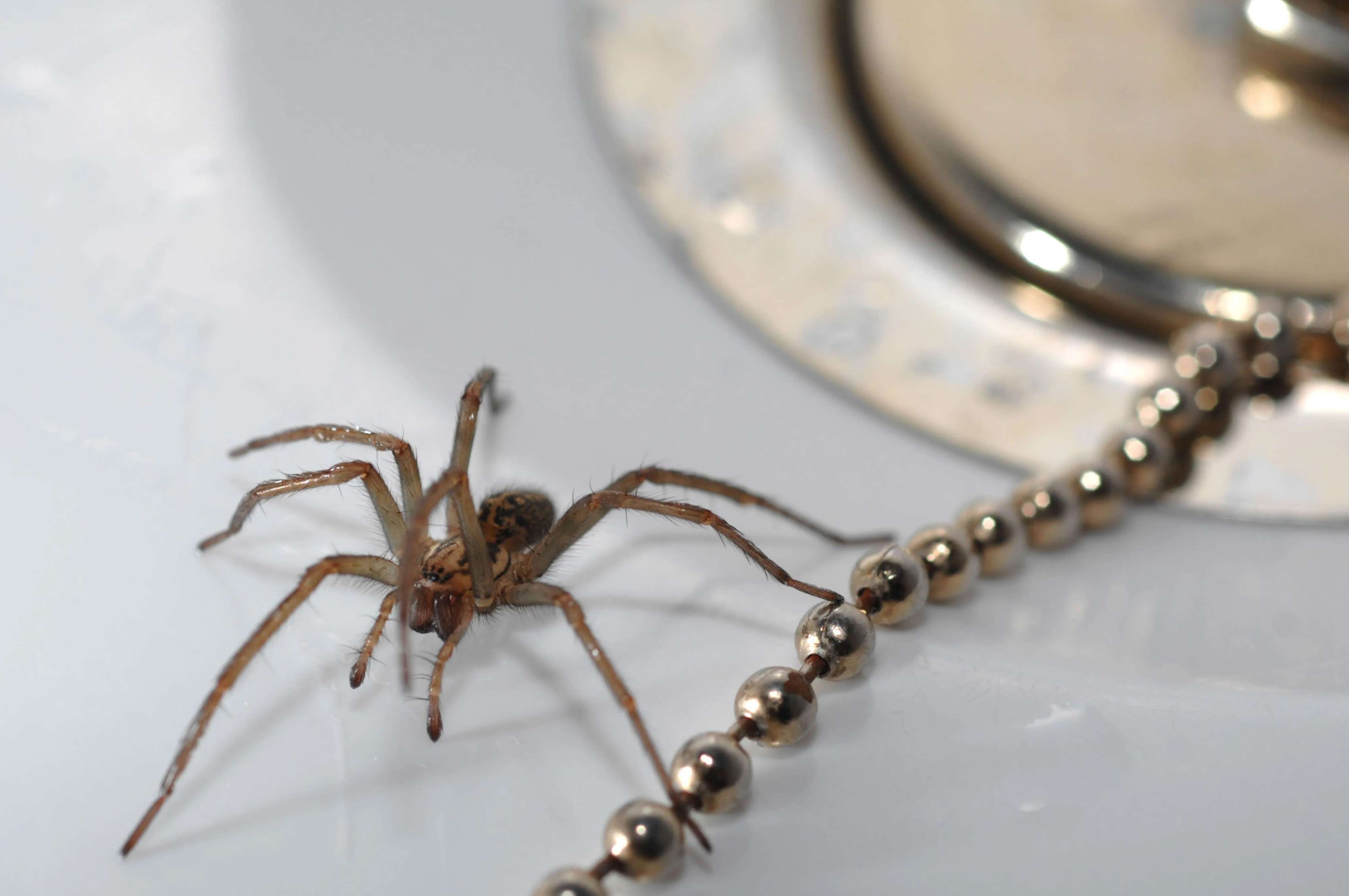 Say Goodbye To Spiders In Your Home – Effective And Pet-Friendly Solutions!