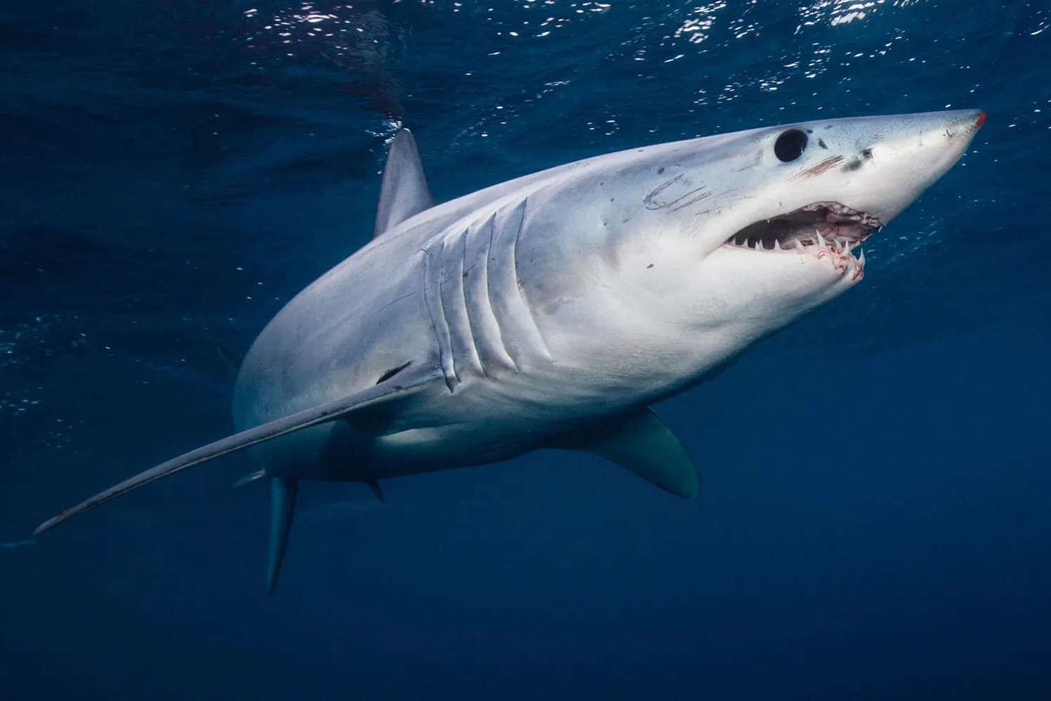 Sharks: The Surprising Truth About Their Friendliness
