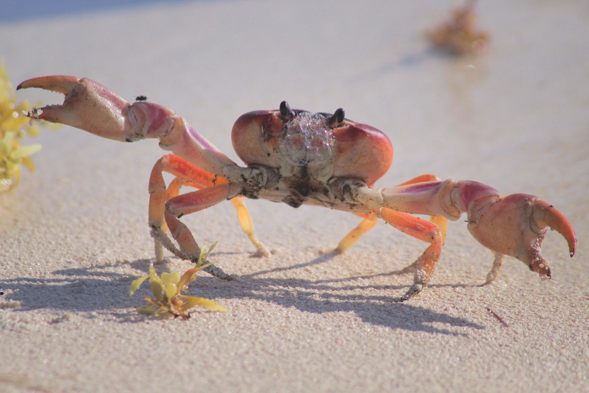 Shocking: Crabs Devour Their Own Offspring