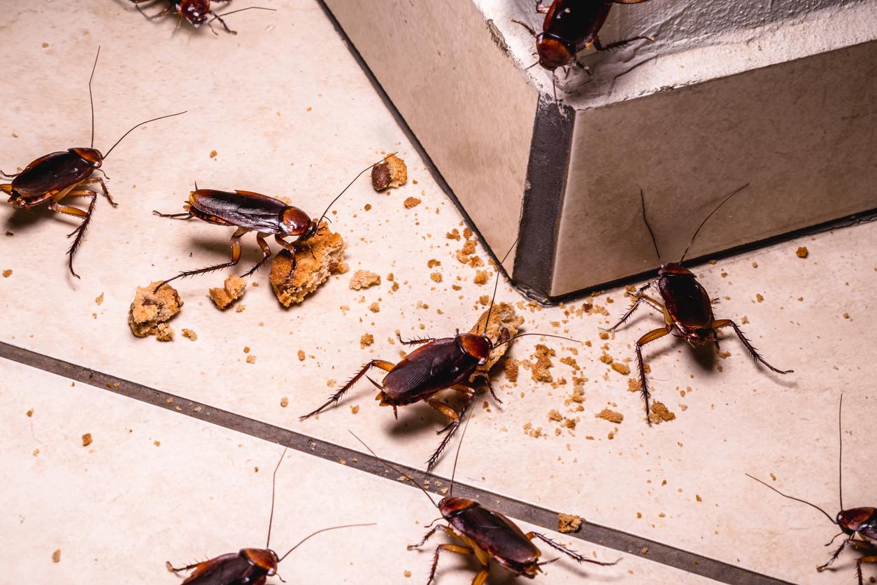 Shocking Dream Reveals Room Infested With Cockroaches!