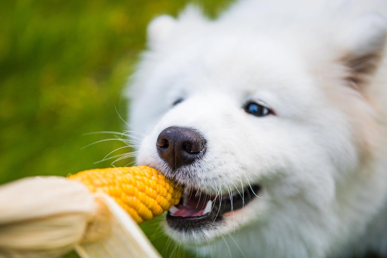 Shocking Encounter: Dog Devours Corn Cob And Turns Aggressive!