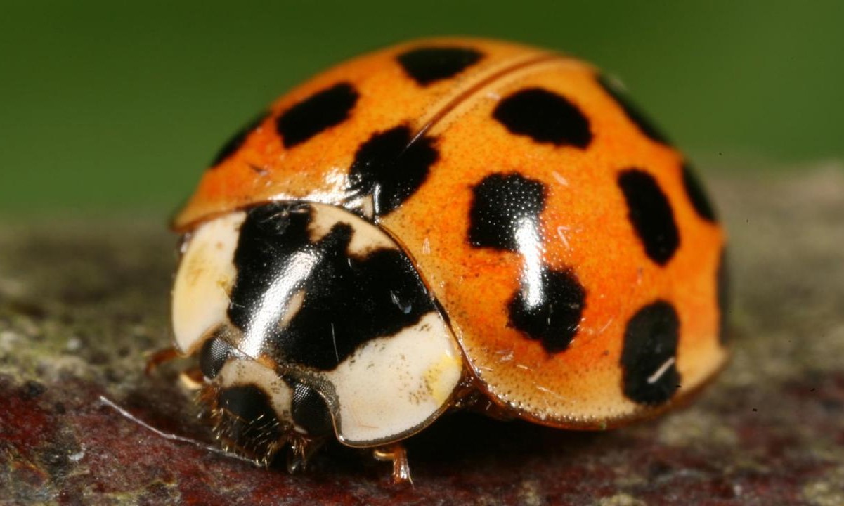Shocking Revelation: The Truth About Orange Ladybugs And Their Poisonous Nature!