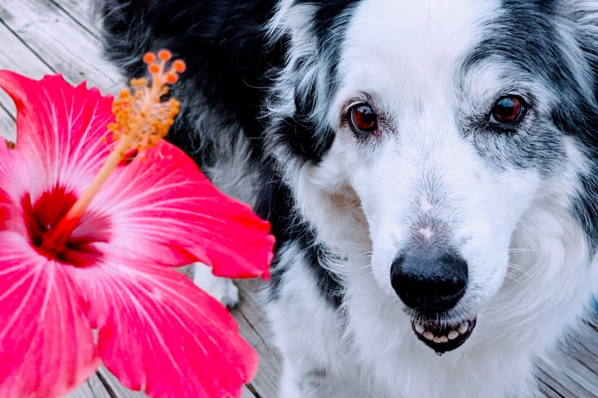 Shocking Truth: Hibiscus Flowers Pose Hidden Danger To Dogs