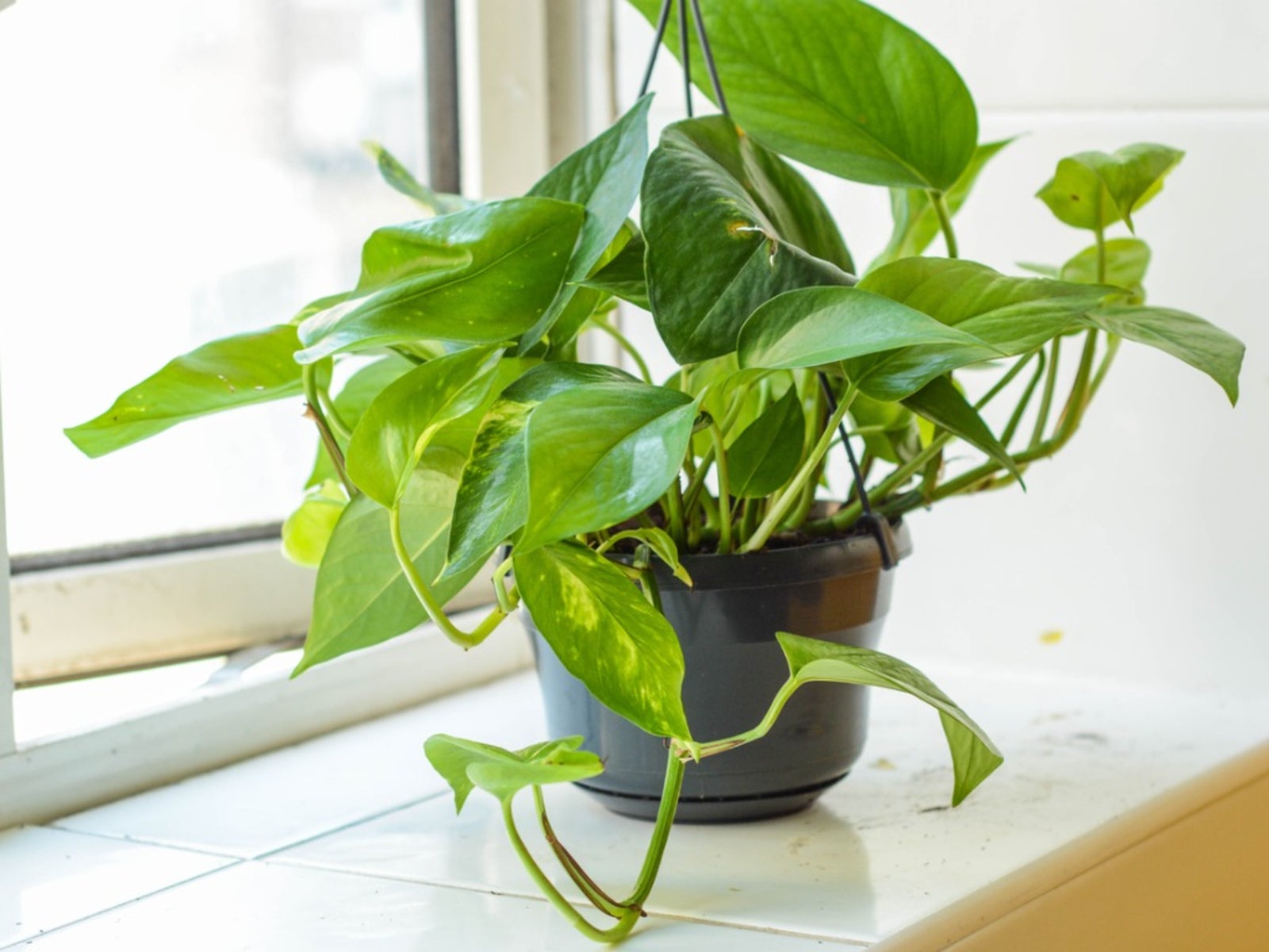 Shocking Truth: Pothos Plants Spell Danger For Cats And Dogs!