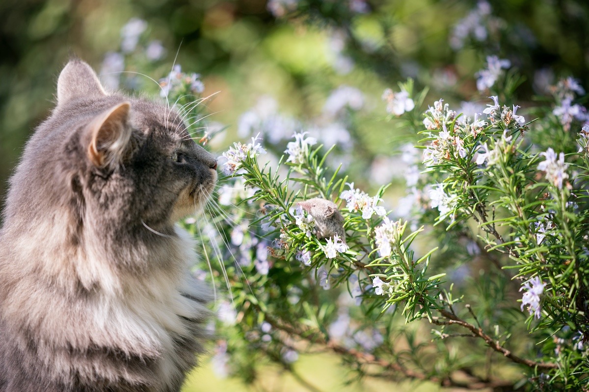 Shocking Truth: Rosemary Plants Pose Hidden Danger To Cats!