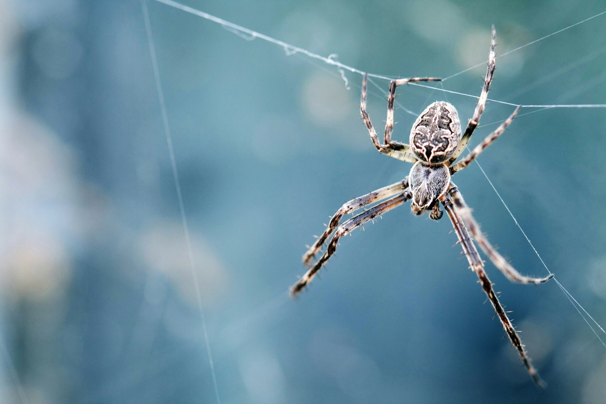Spiders: The Terrifying Truth In South Korea And Australia